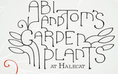 Abi and Toms Garden Plants