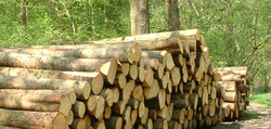 Witherslack Woodlands